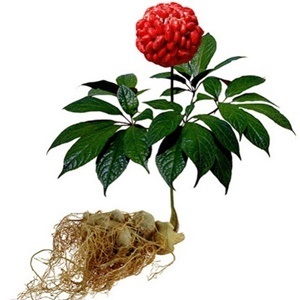 A Ginseng az összetétel